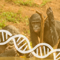 Interbreeding-Occurred--Between-Chimpanzees-and-Bonobos