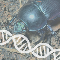 Cyclops Beetles Give Insight Into New Evolutionary Traits