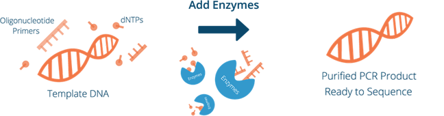 Enzymatic Purification Process