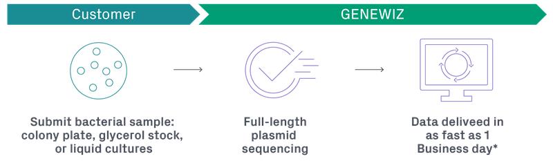 Complete colony-to-plasmid sequencing workflow.