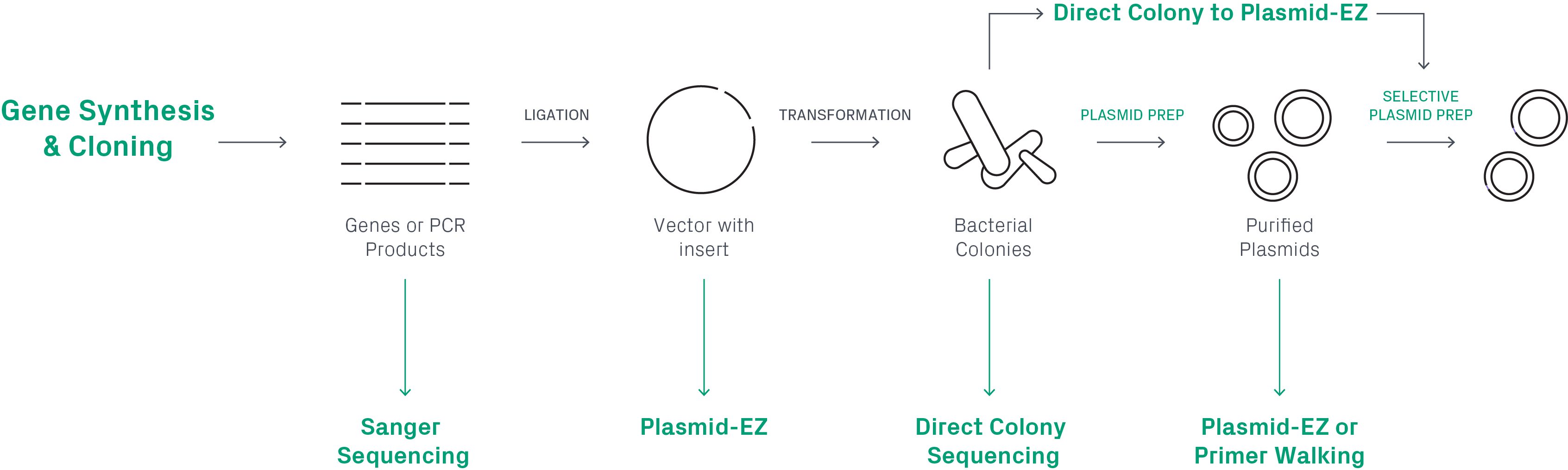 Plasmid construction workflow using Colony-EZ.