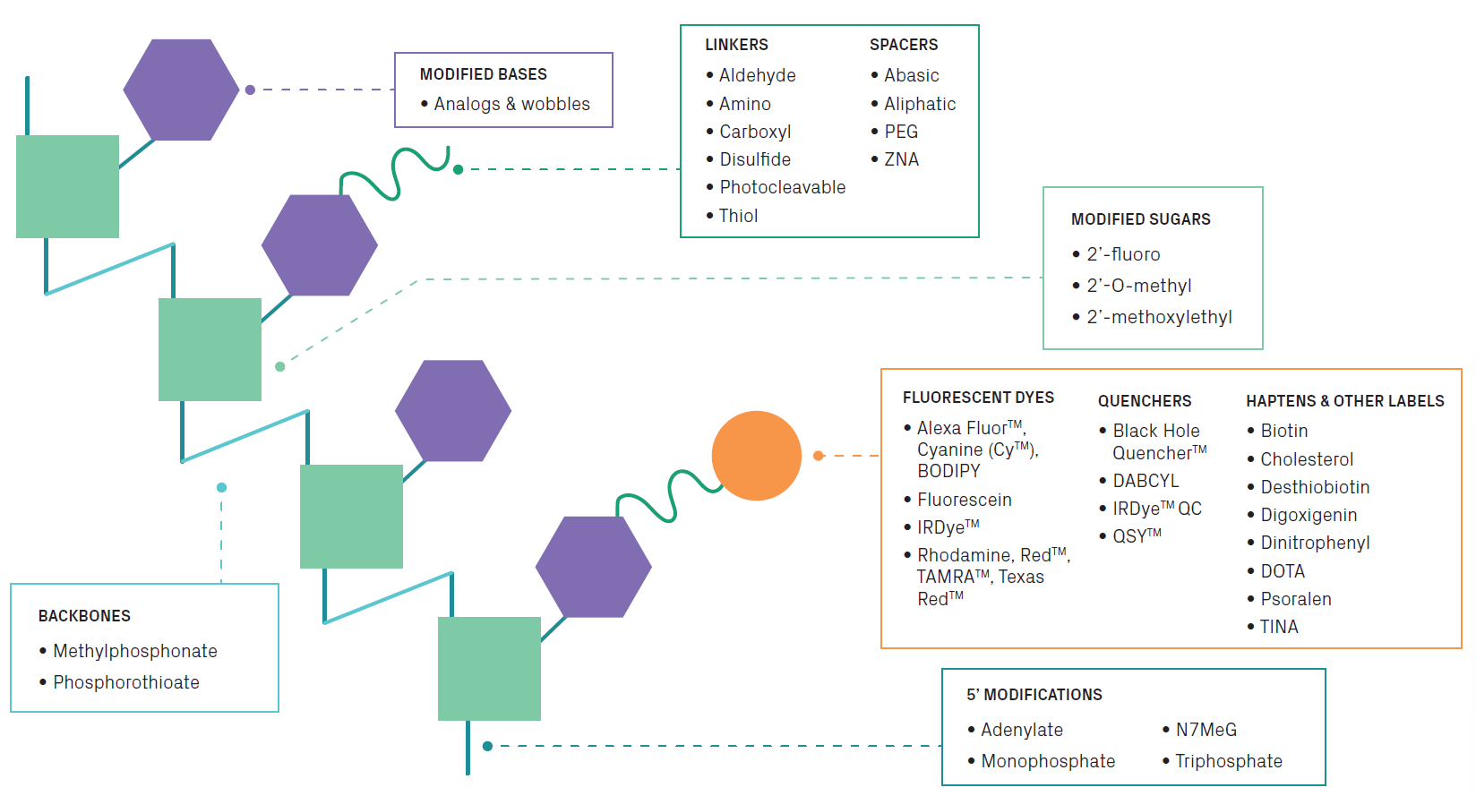 Examples of oligo modifications including fluorophores, quenchers, and backbone modifications