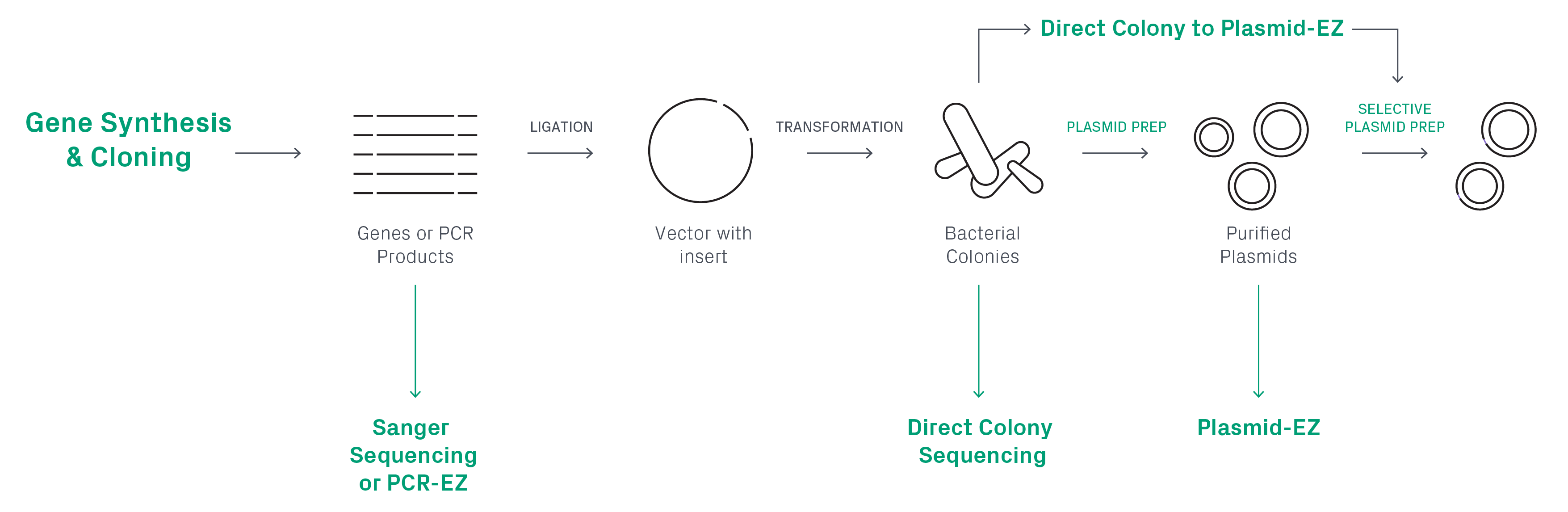 Plasmid construction workflow using Colony-EZ.