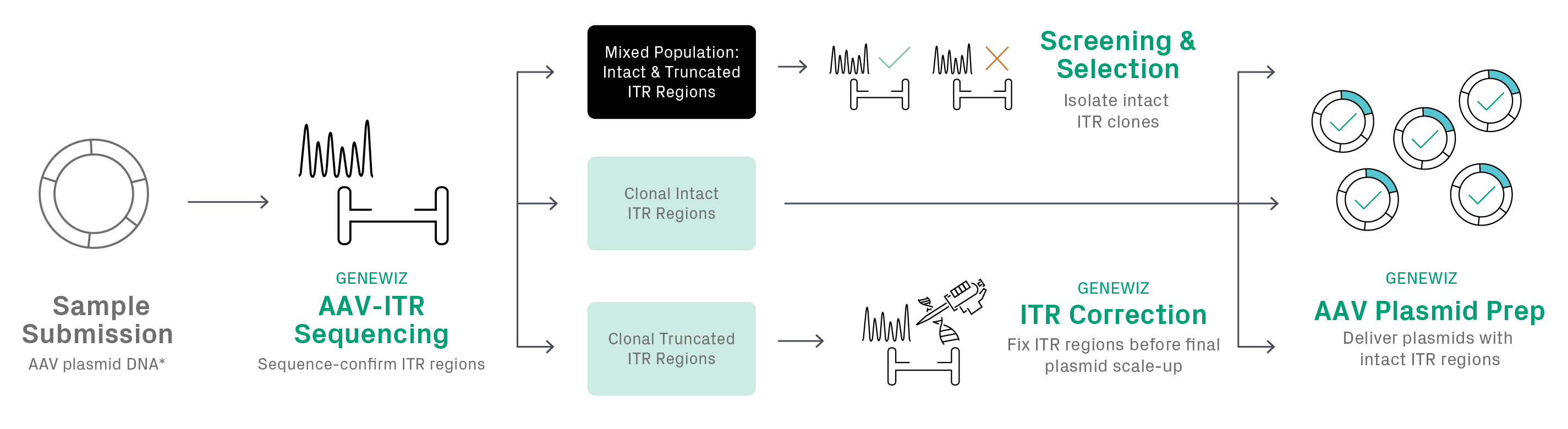 AAV Plasmid Prep Workflow