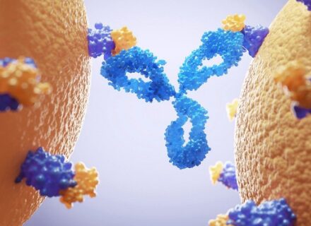 Thumbnail for blog post titled Bispecific Antibodies: Design Strategies, Challenges, and What It Takes to Get Them Right